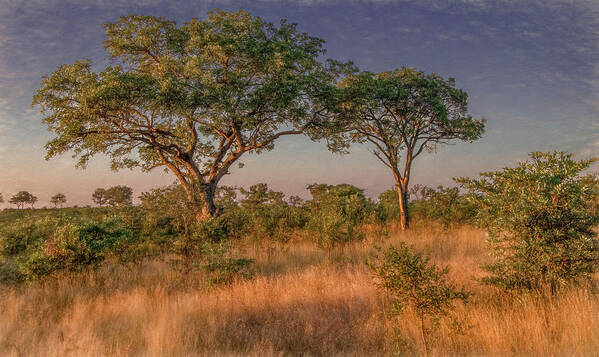 Kruger National Park Art Print featuring the photograph Kruger National Park Landscape by Marcy Wielfaert