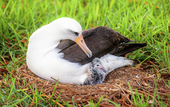 Kauai Art Print featuring the photograph Laysan Albatross and Chick. by Doug Davidson