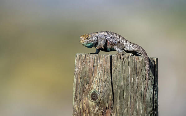 Lahontan Art Print featuring the photograph Lizzard by Rick Mosher