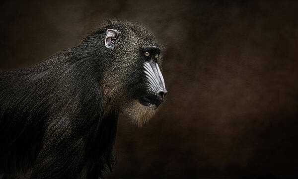 Mandrill Art Print featuring the photograph Mandrill portrait by Lowell Monke