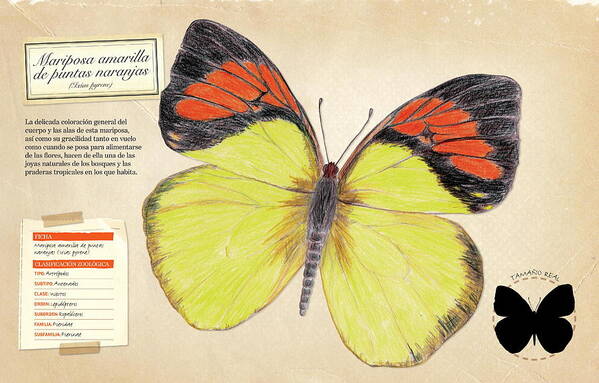 Infancia Art Print featuring the digital art Mariposa amarilla de puntas naranjas by Album