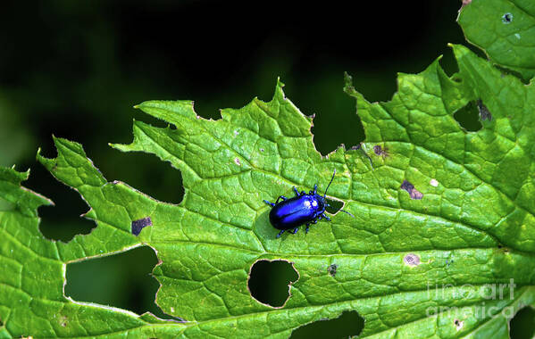 Agriculture Art Print featuring the photograph Metallic Blue Leaf Beetle On Green Leaf With Holes by Andreas Berthold