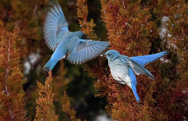 Mountain Bluebird Art Print featuring the photograph Mountain Bluebird 2 by Rick Mosher