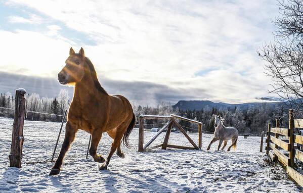 Winter Art Print featuring the photograph New Beginnings by Listen To Your Horse