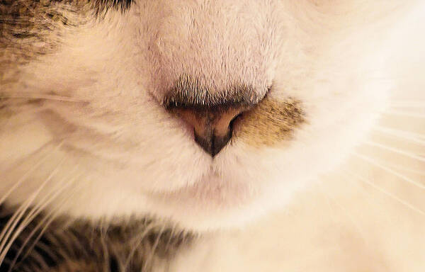 Cat Art Print featuring the photograph Nose and Whiskers by Steve Ember