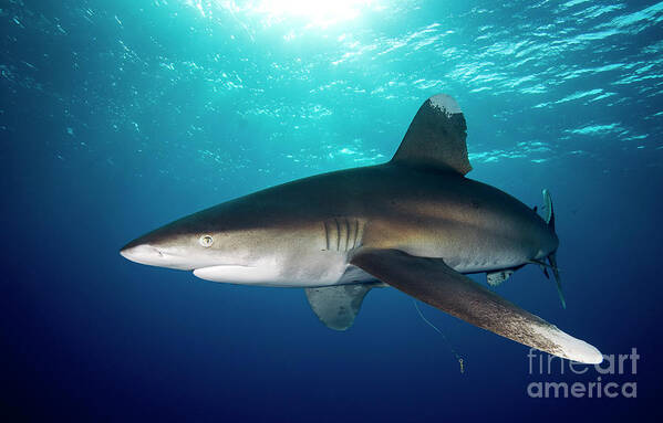 70006095 Art Print featuring the photograph Oceanic White-tip Shark by Dray van Beeck
