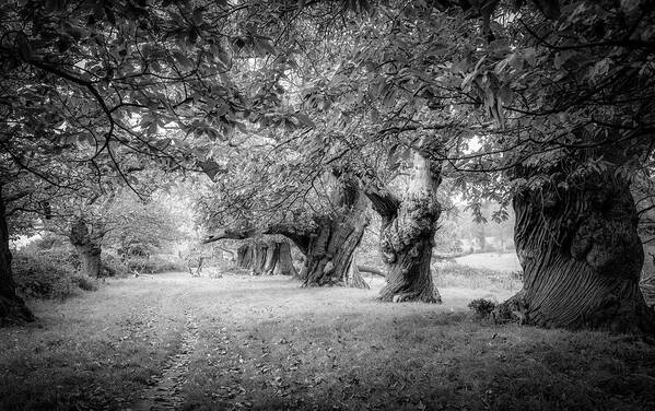 Landscape Art Print featuring the photograph Old chestnut trees alley by Remigiusz MARCZAK