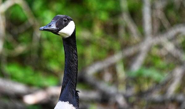 Goose Art Print featuring the photograph On the Lookout by Evan Foster