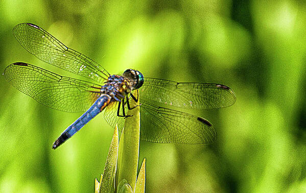 Dragonfly Art Print featuring the photograph Pensive Dragon by Bill Barber