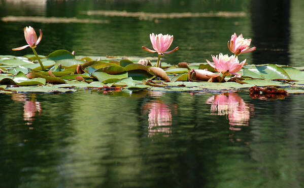 Pink Water Lily Art Print featuring the photograph Pink Water Lily Flotilla by Suzanne Gaff