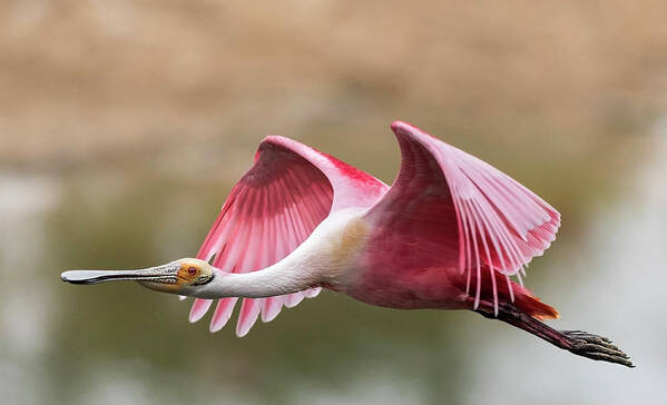 Roseate Spoonbill Art Print featuring the photograph Quest for Nest Material by Puttaswamy Ravishankar