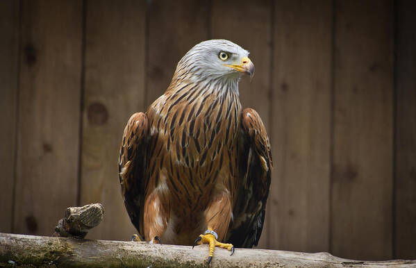 Alertness Art Print featuring the photograph Red Kite. Bird of prey by s0ulsurfing - Jason Swain
