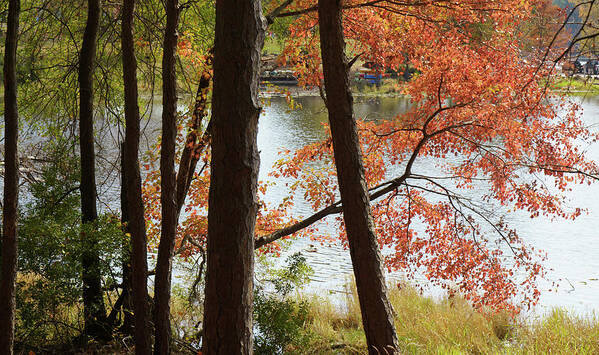 Trees Art Print featuring the photograph Red Tree by Iris Greenwell