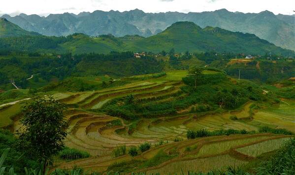 Rice Fields Art Print featuring the photograph Rice fields and mountains, Vietnam by Robert Bociaga