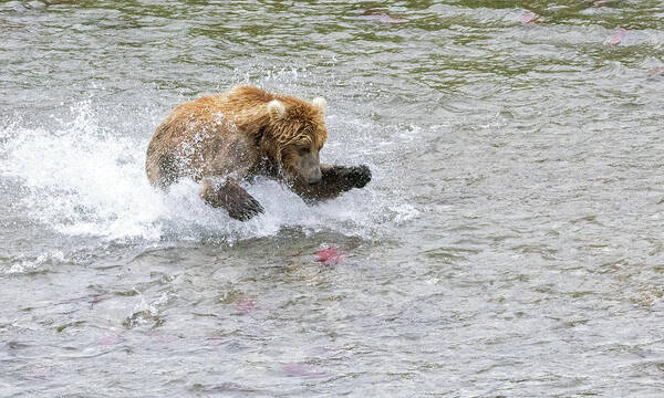 Alaska Art Print featuring the photograph Salmon in Sight by Cheryl Strahl