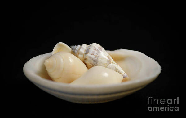 Seashells Art Print featuring the photograph Seashells by Shirley Dutchkowski