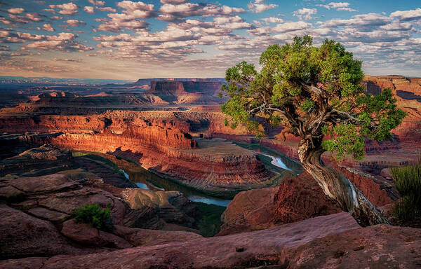 Dead Horse Point Art Print featuring the photograph Sentinel On The Point by David Soldano