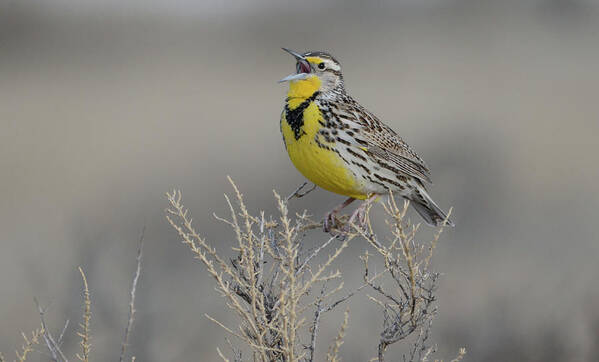 Singing Art Print featuring the photograph Singing Meadow Lark 2 by Whispering Peaks Photography