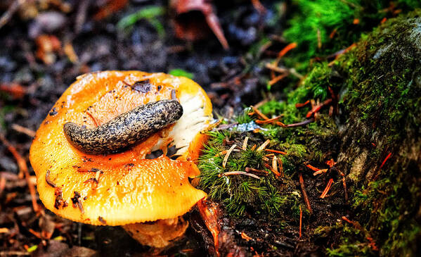 Photo Art Print featuring the photograph Slug on Mushroom by Evan Foster