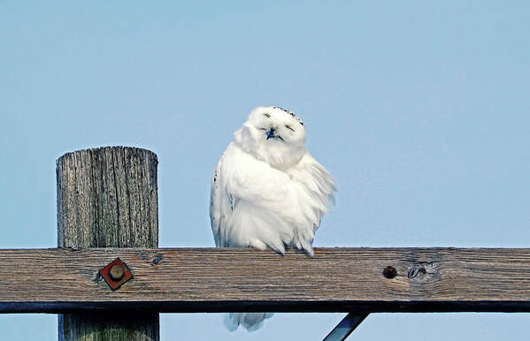 Snowy Owl Art Print featuring the photograph Smile With Your Face To The Sun by Debbie Oppermann