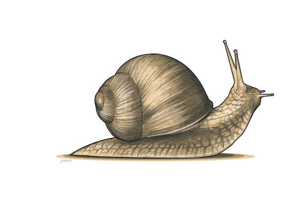Snail Art Print featuring the mixed media Snail 2 by Greg Joens