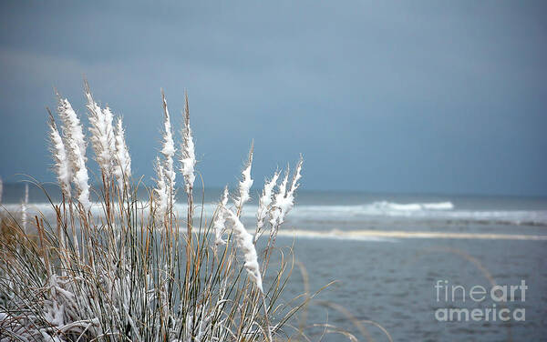 Snow Art Print featuring the photograph Snow Covered Sea Oats by Shannon Moseley