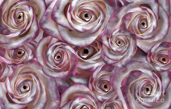 Rose Art Print featuring the digital art Space Roses by Mehran Akhzari