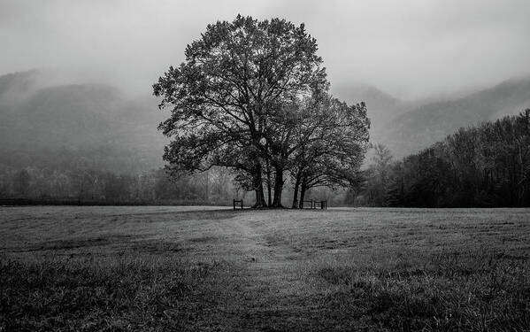 Cade's Cove Art Print featuring the photograph Standing Tall BW by Darrell DeRosia