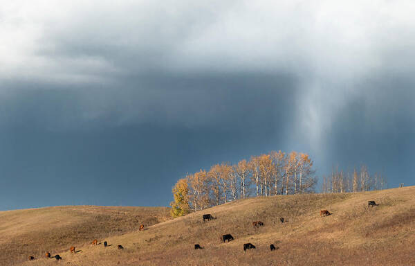Pasture Art Print featuring the photograph Storm over an Alberta fall pasture by Karen Rispin