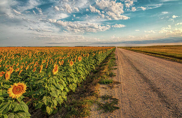 Nebraska Art Print featuring the photograph Sunflower Road by Steve Sullivan