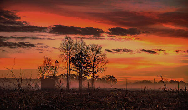 Survivors Wall Art Art Print featuring the photograph Survivors by John Harding