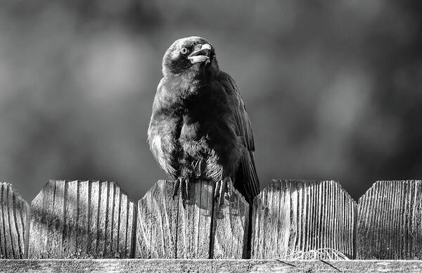 Crows - Crow - #corvids - Corvids - Elegant Crows - Black Birds #blackwhitephotography - Black And White Photography - Images Of Rae Ann M. Garrett -#raeannmgarrett - #fineart - #fineartphotogrpahy- Fine Art Photography - #crowsociety - Illumination - Lighting - #fortheloveofcrows - #forcrowlovers - #renownedphotographer Art Print featuring the photograph The Baby by Rae Ann M Garrett