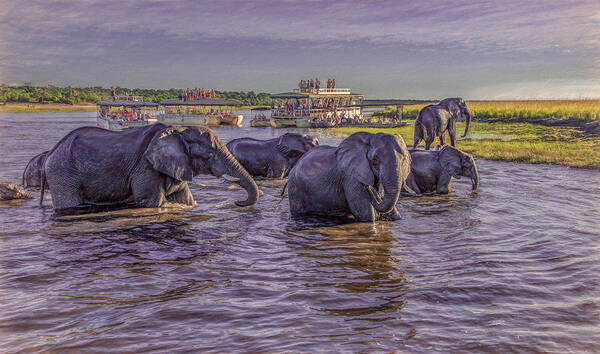 Chobe National Park Art Print featuring the photograph The Crossing by Marcy Wielfaert