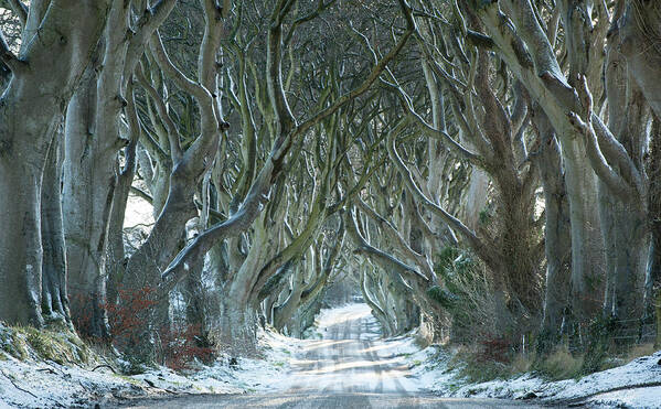 Northern Ireland Art Print featuring the photograph The Dark Hedges, North Ireland, UK by Sarah Howard