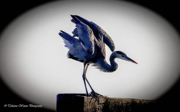 Great Blue Heron Art Print featuring the photograph The Great Blue Heron by Tahmina Watson