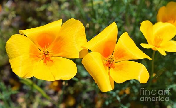 Mexican Gold Poppy Art Print featuring the photograph The Pleasantness Of Poppies by Janet Marie