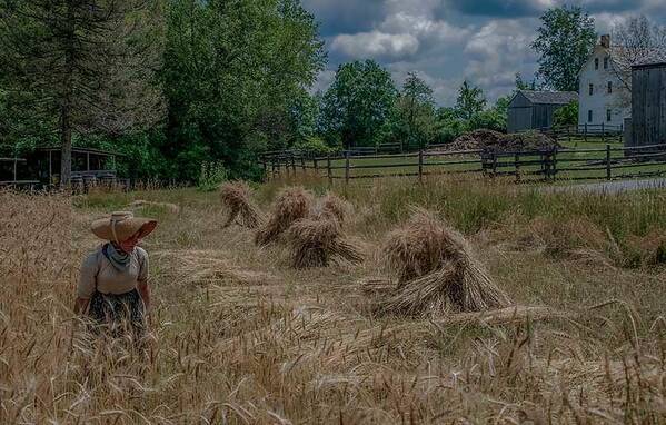 Old Fashioned Art Print featuring the photograph Threshing the Wheat by Regina Muscarella