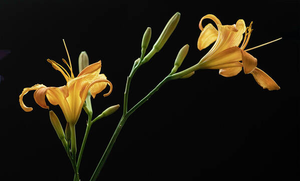 Daylily Art Print featuring the photograph Together for Today by Maggie Terlecki