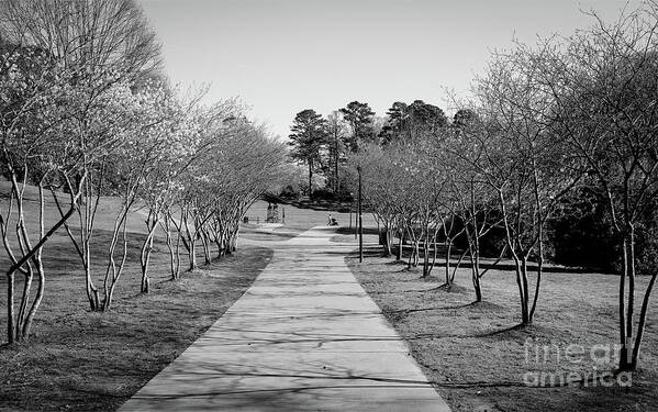 Landscape Art Print featuring the photograph Tree Lined Path to Stroller by Robert Yaeger
