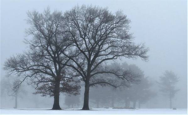 Trees Art Print featuring the photograph Twin Trees in the Fog by Linda Stern