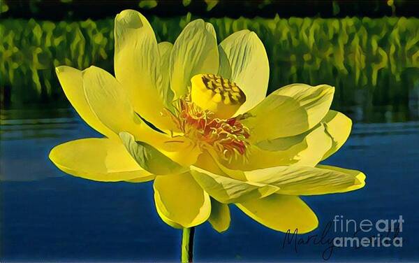 Water Art Print featuring the painting Water Lotus by Marilyn Smith