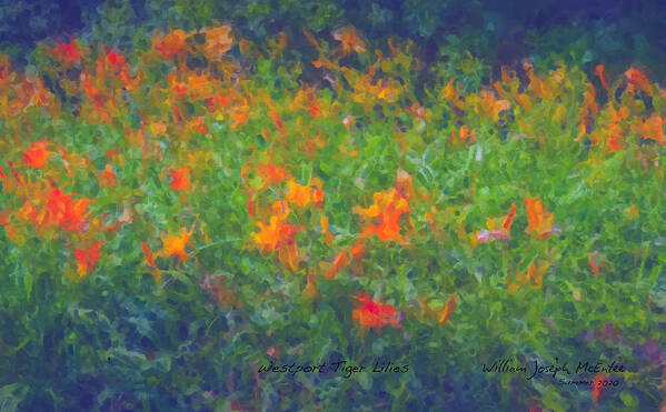 Tiger Lilies Art Print featuring the painting Westport Tiger Lilies by Bill McEntee