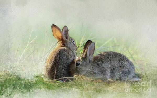 European Rabbit Art Print featuring the photograph Wild Bunnies at Sunrise by Eva Lechner