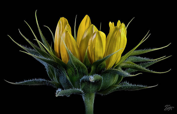 Wild Sunflower Bud Art Print featuring the photograph Wild Sunflower Bud by Endre Balogh