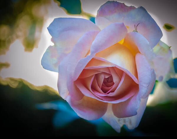 Rose Art Print featuring the photograph Autumn Rose by GeeLeesa Productions