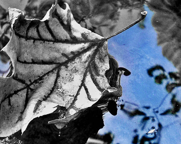 Leaf Art Print featuring the photograph Blue #2 by Carlee Ojeda