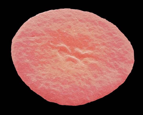 Haemoglobin Art Print featuring the photograph Fish Red Blood Cell #1 by Steve Gschmeissner