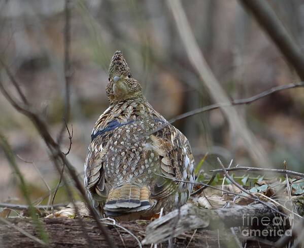 West Virginia Birds Art Print featuring the photograph I See You by Randy Bodkins