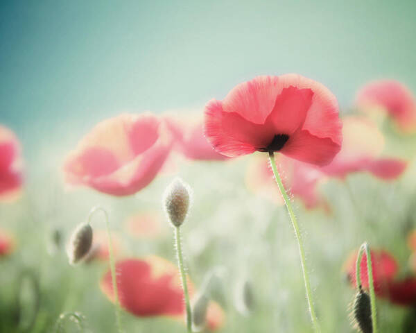 Poppy Art Art Print featuring the photograph It's a New Day #1 by Amy Tyler