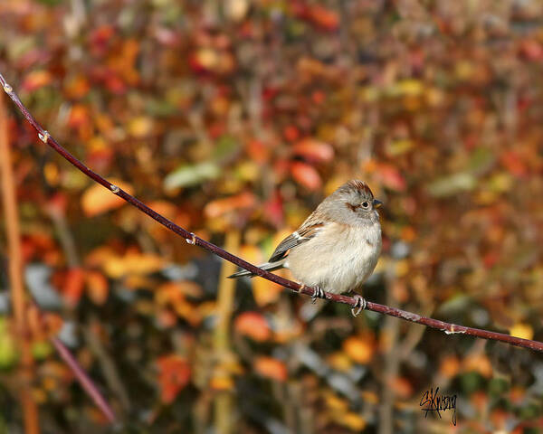 Bird Art Print featuring the photograph Lone Sparrow #1 by Stan Kwong